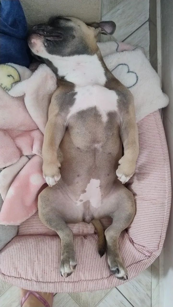 American Bully Pocket fêmea com Pedigree  - Foto 4