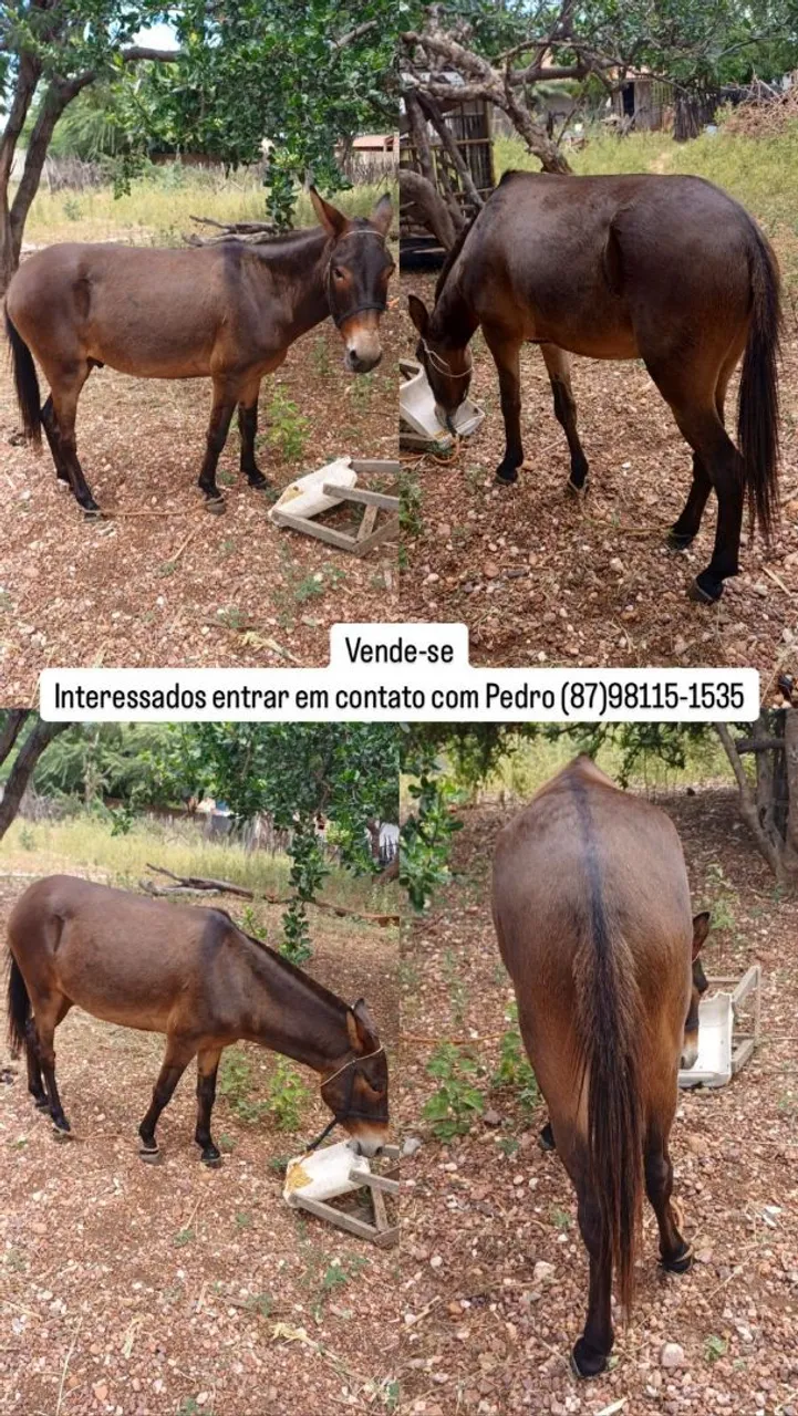 Burro