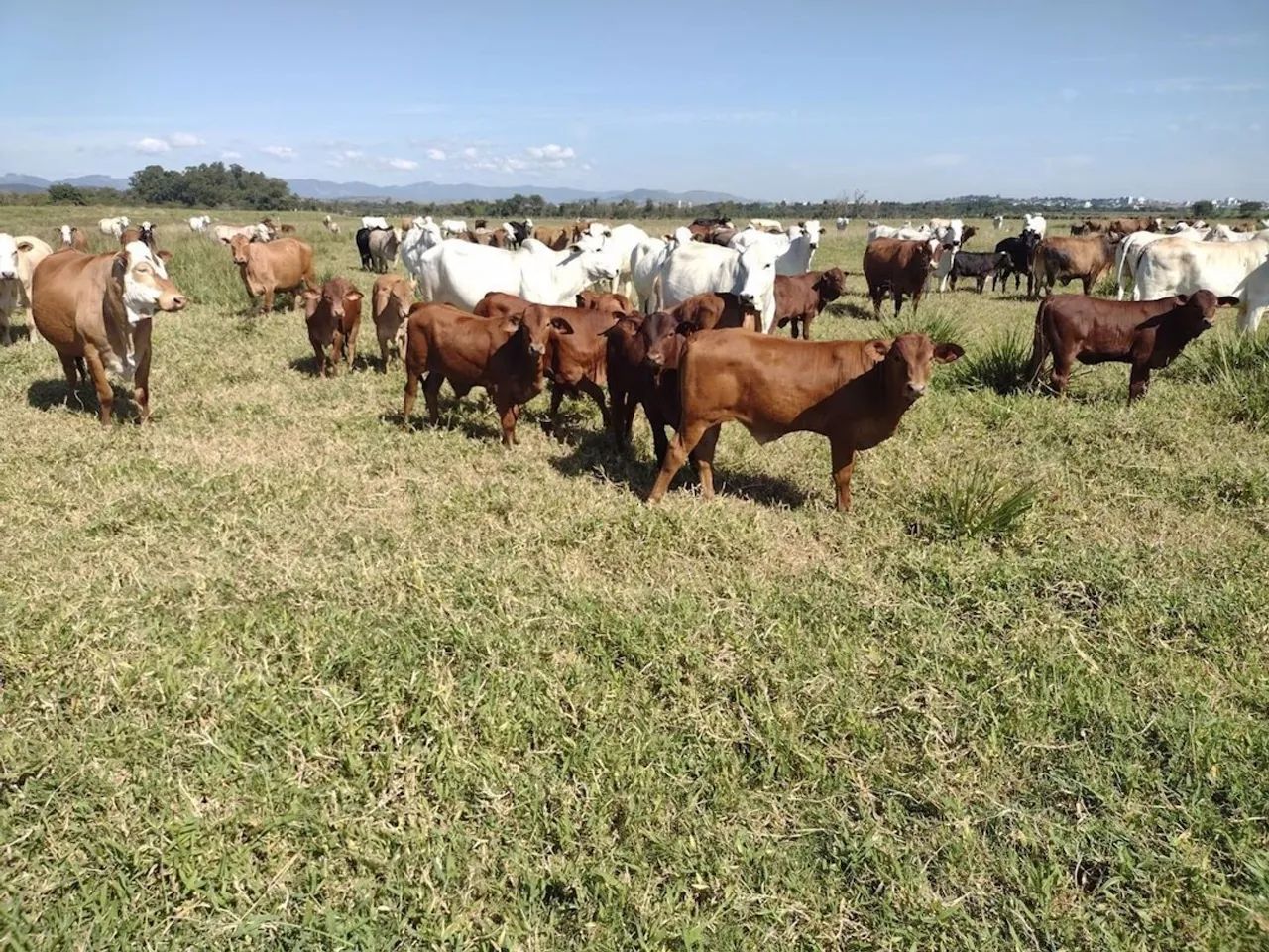 Fazenda de 100 Hectares com irrigação de pivô e casa sede em Pedregulho, Guaratinguetá - S