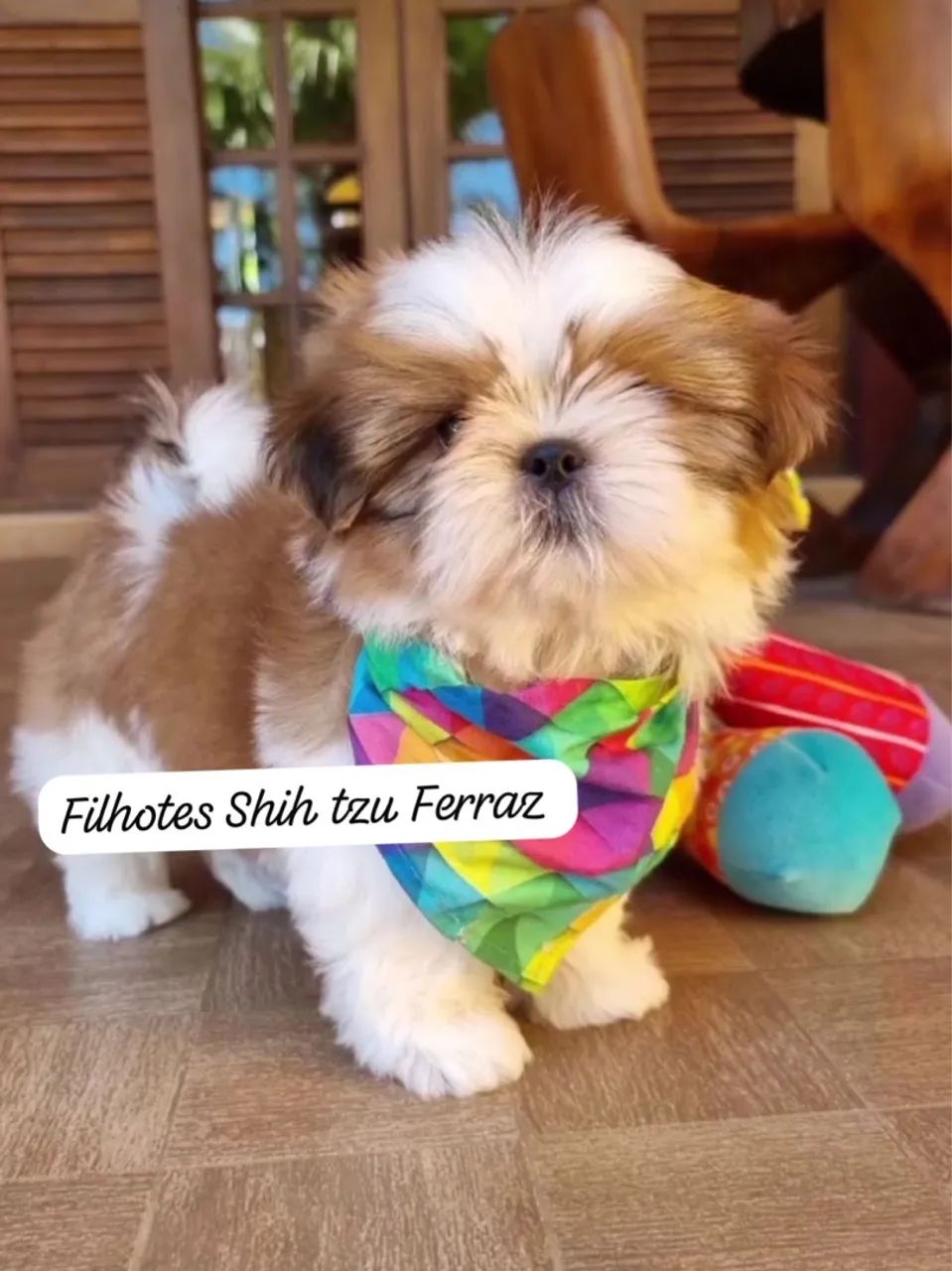 filhotes original com garantia !!!