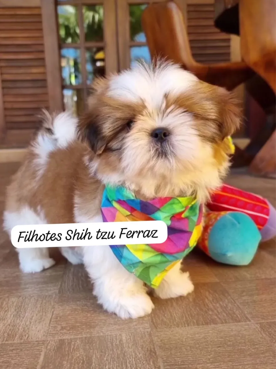 filhotes original com garantia !!!