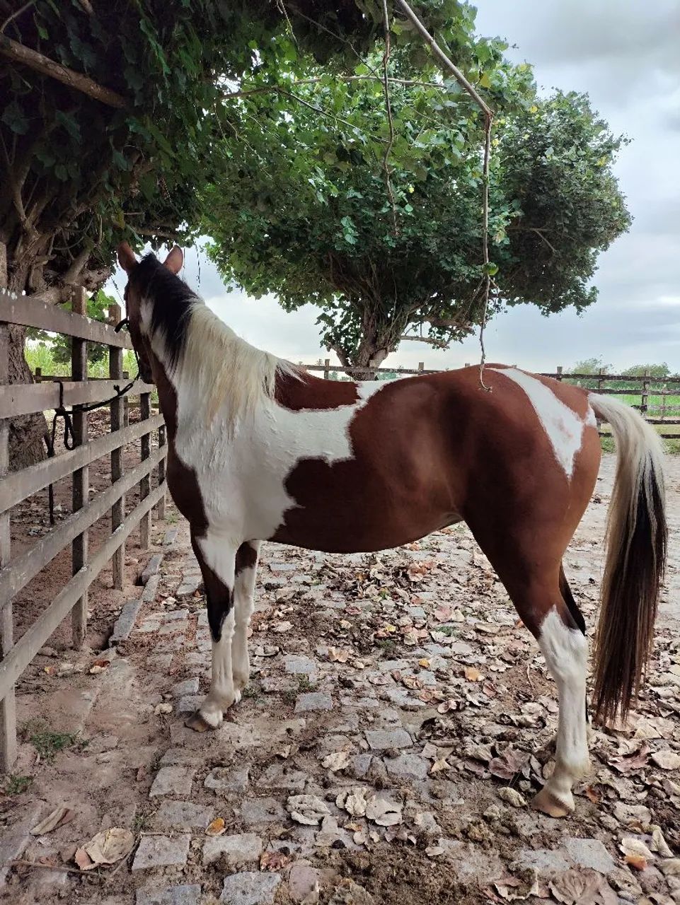 Égua Paint Horse sem Registro