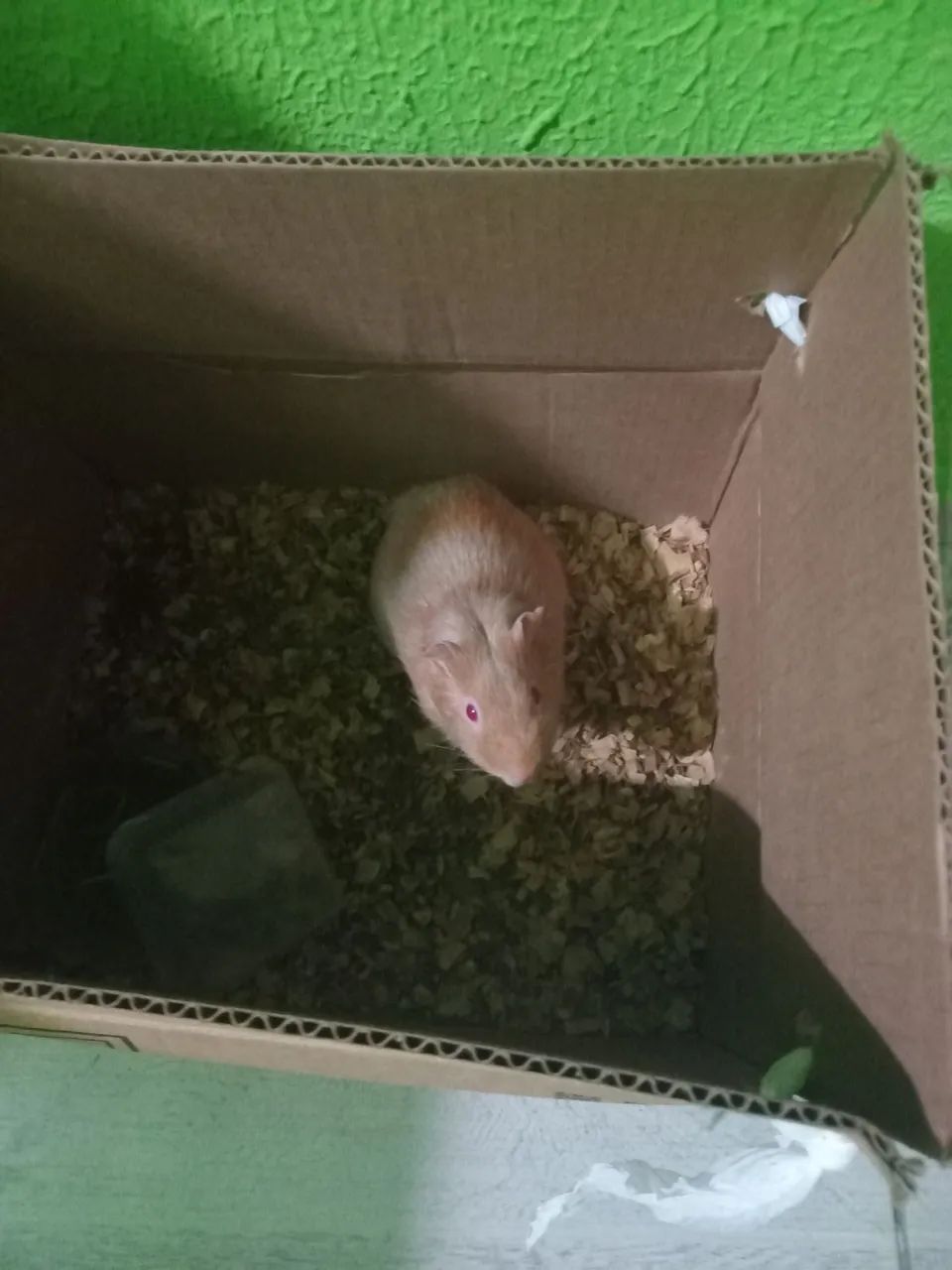 Porquinho da índia filhote 30 reais  - Foto 3