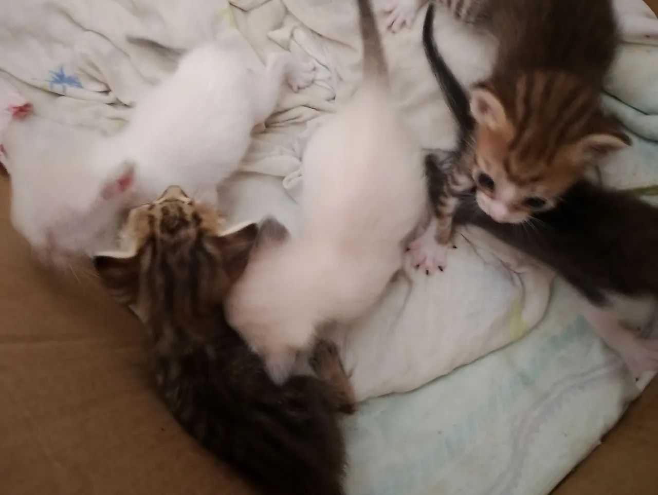 Gatos para adoção  - Foto 4