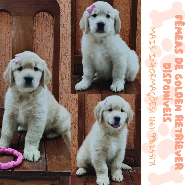 Filhote de Golden Retriever