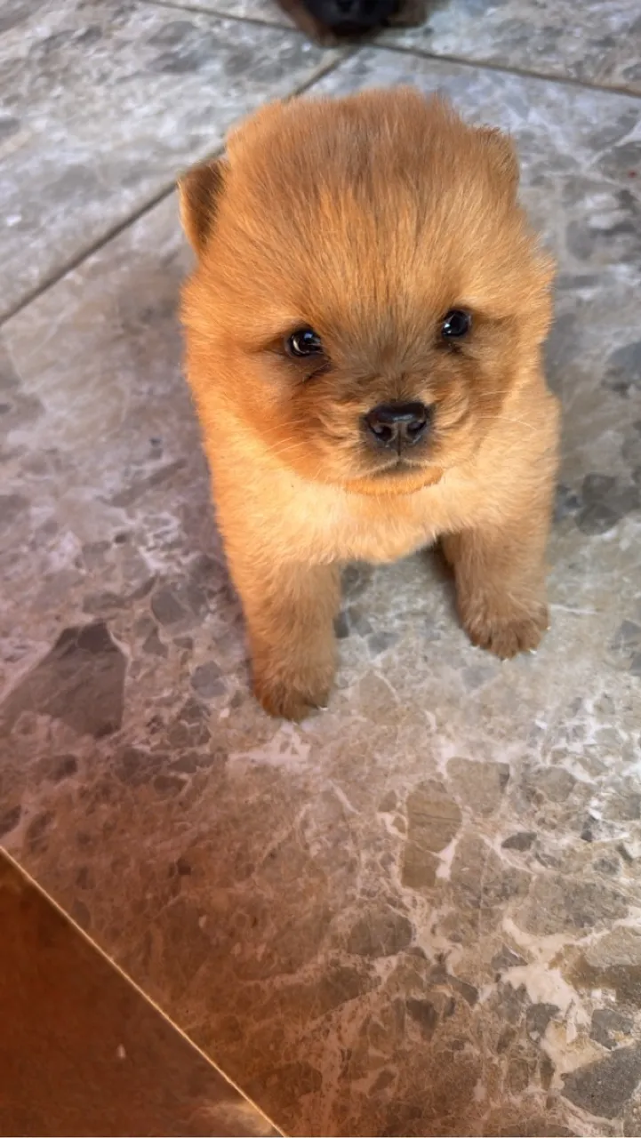 Filhote de Chow Chow puro