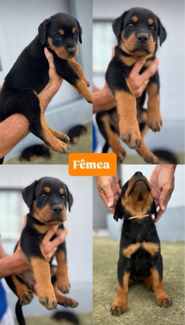 Filhote de Rottweiler - Foto 4