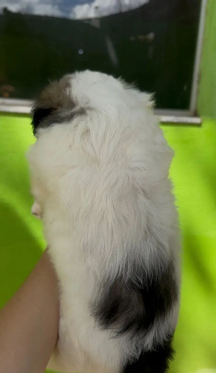 Lhasa apso macho branco  - Foto 2