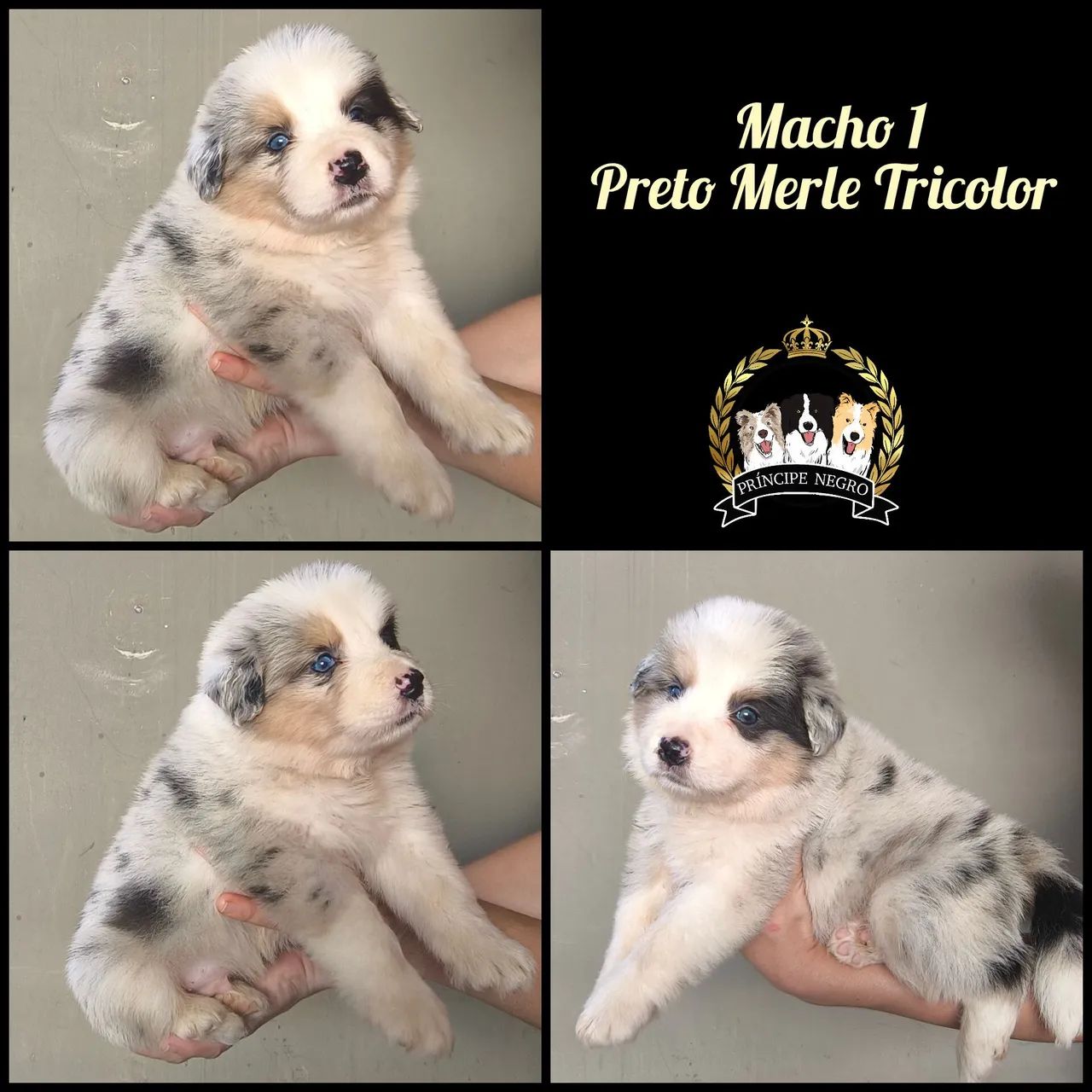Filhote de Border Collie 