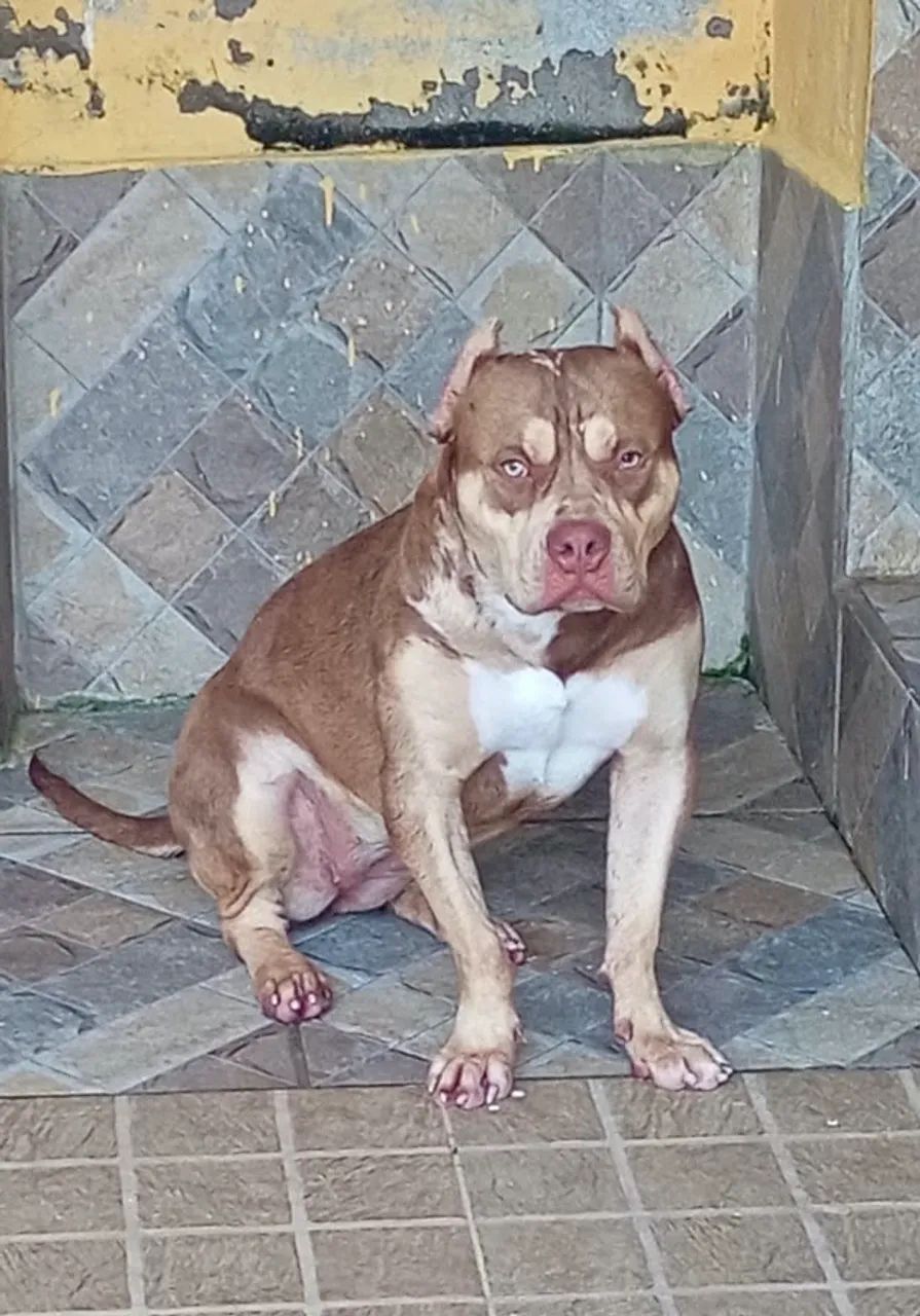 Pit Monster c/ Pedigree