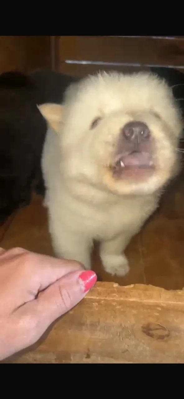 Chow chow  - Foto 2