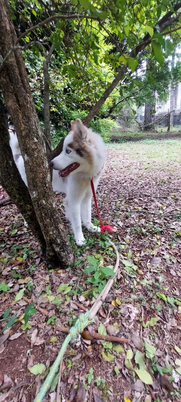 Cachorro - Foto 3