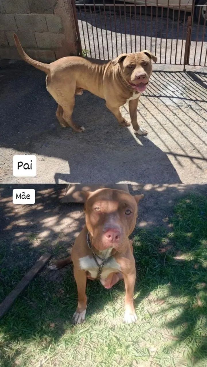 Vendo Pitbull  - Foto 3