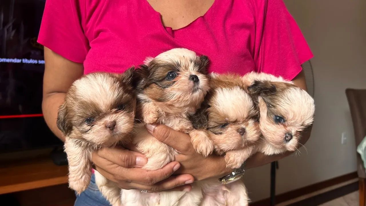 Shihtzu macho e fêmea  - Foto 2