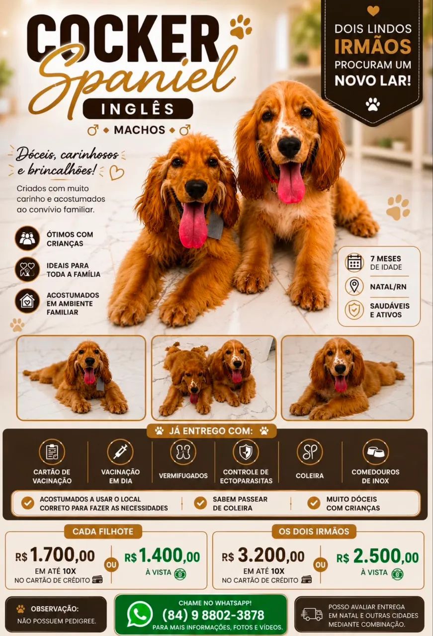 Cocker Spaniel Inglês