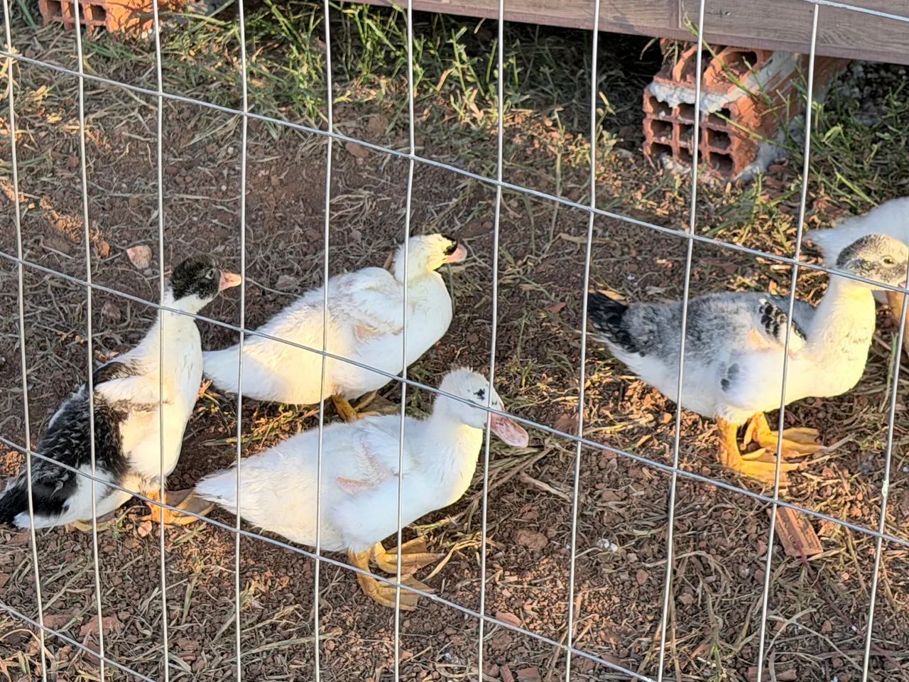 Patos filhotes 