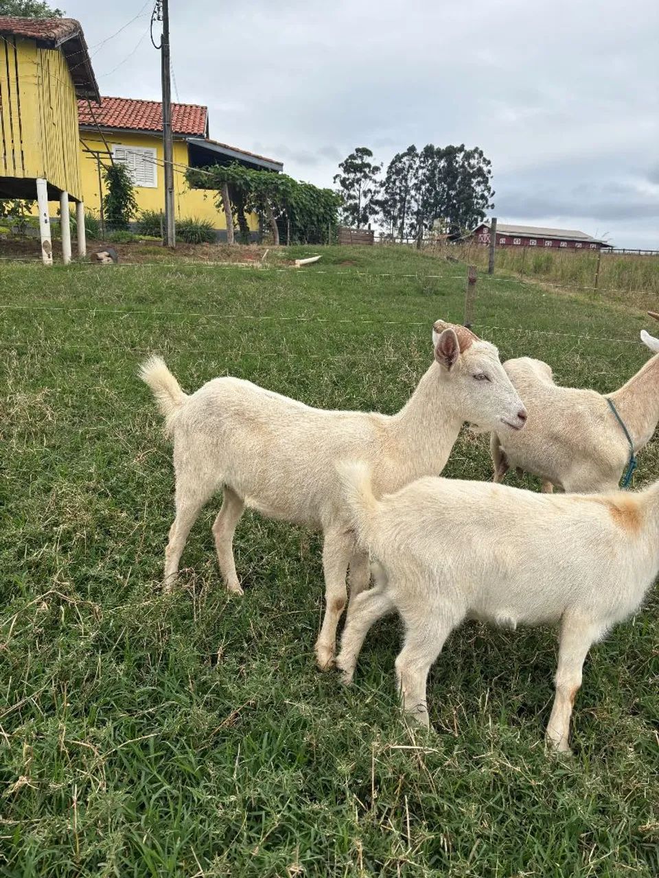 Cabras a venda - Foto 5