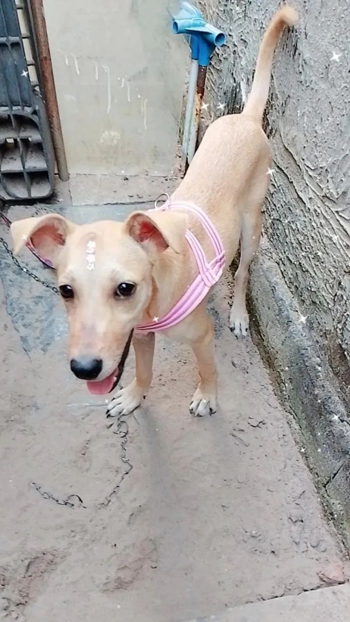 Doação  - Foto 4