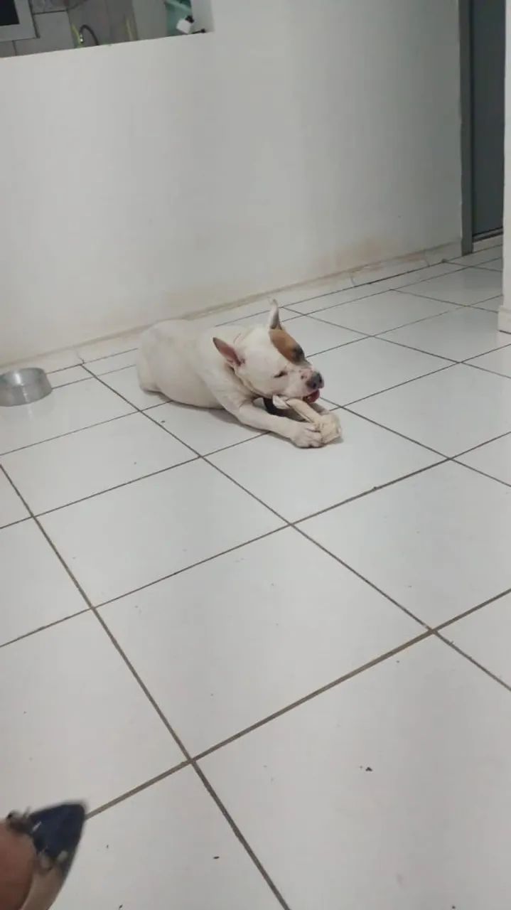 DOA SE PITBULL, DESPENSO CURIOSOS!!! - Foto 5