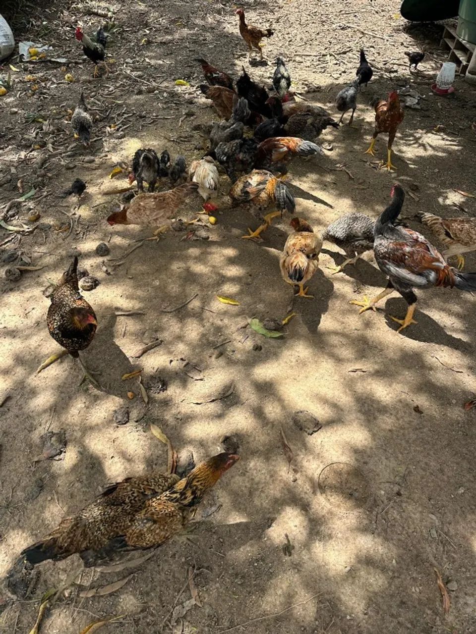 25 Galinhas caipiras - Foto 2