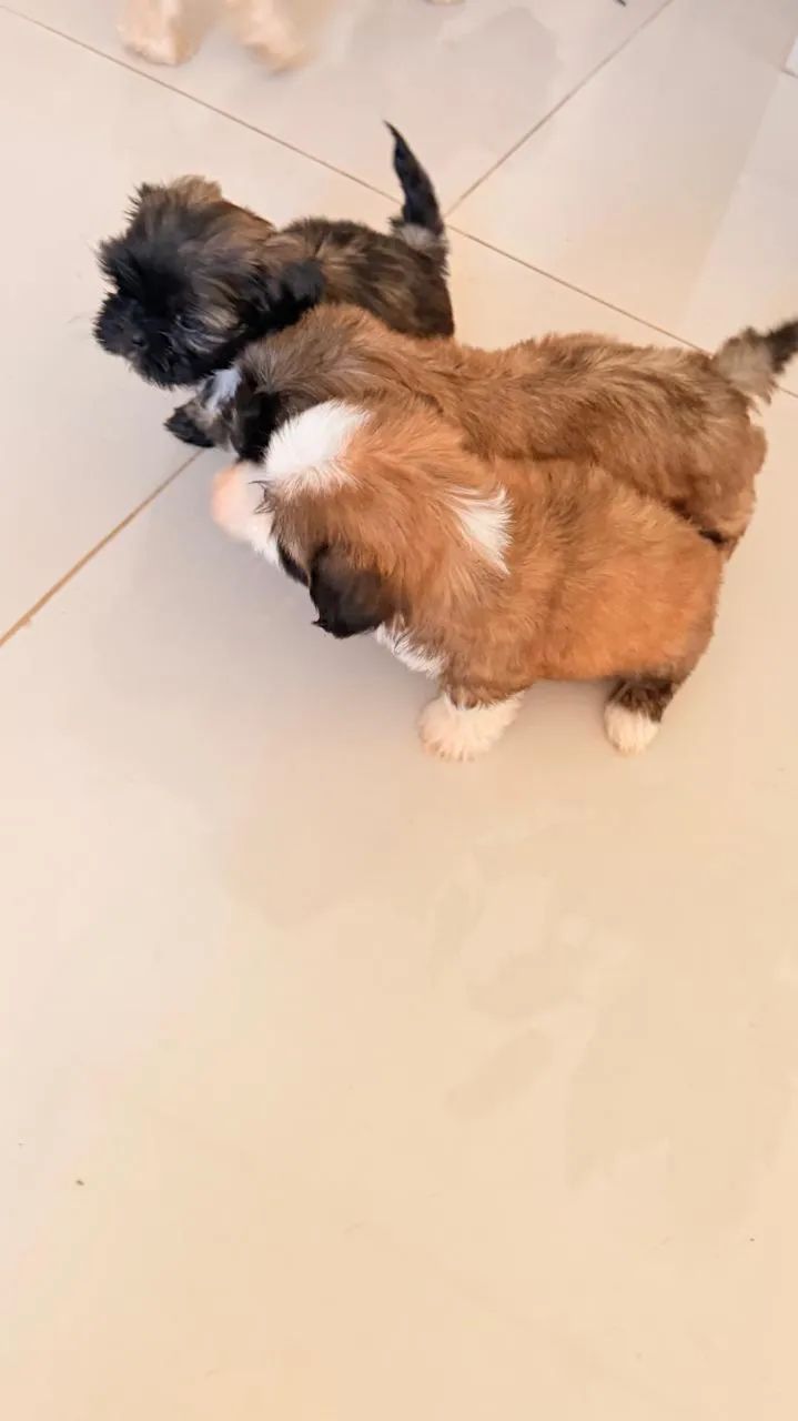 SHIHTZU ORIGINAL 350 REIAS  - Foto 3