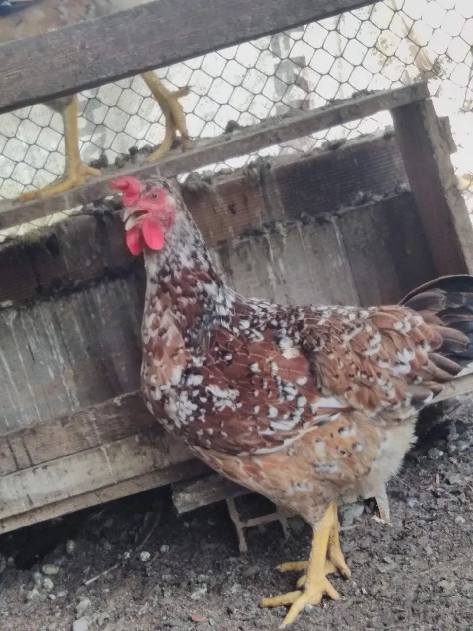 Ovos fértil GSB balão e pintinhos com 30 dias  - Foto 3