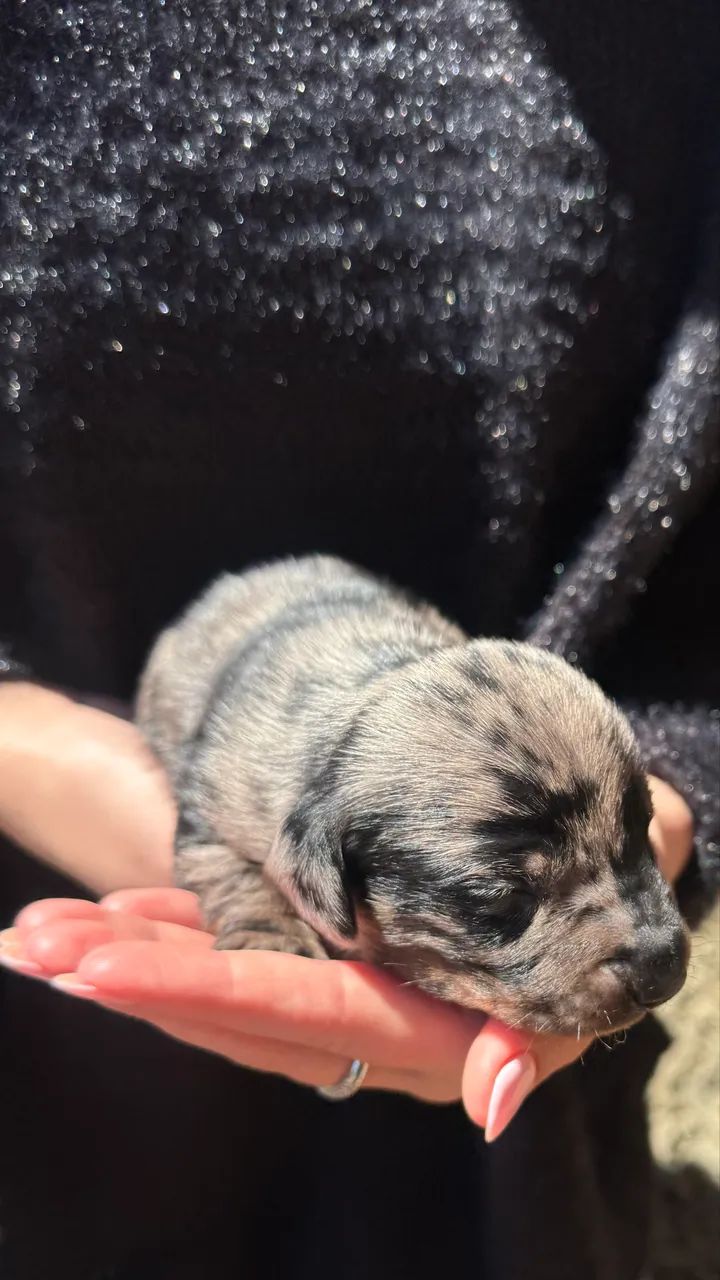 Dachshund macho a venda!! - Foto 3