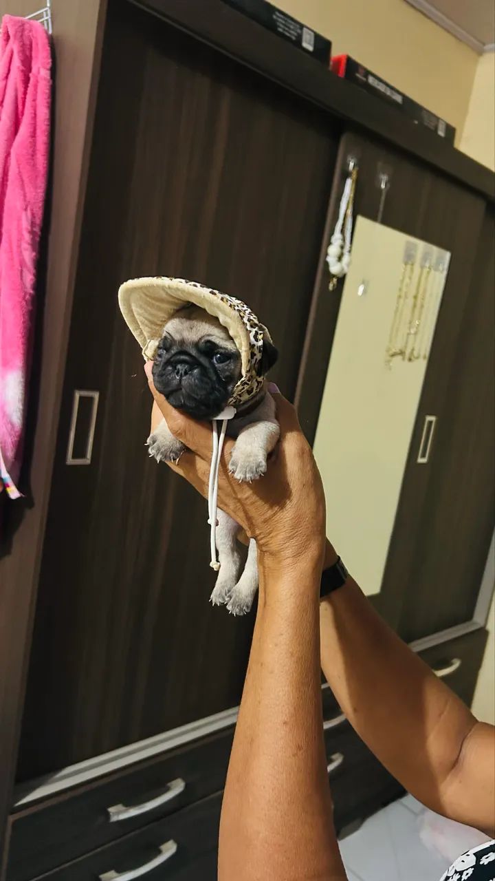 Pug - Foto 4