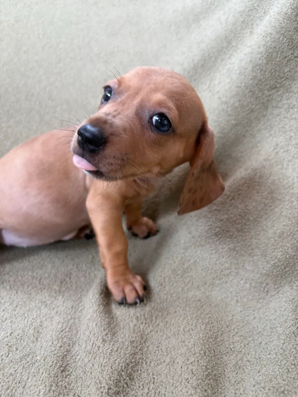 Dachshund fêmea  - Foto 4