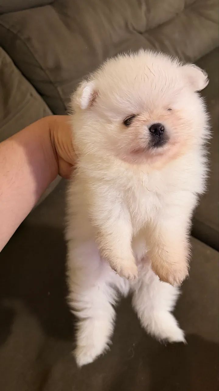 Lulu da pomerânia  - Foto 4