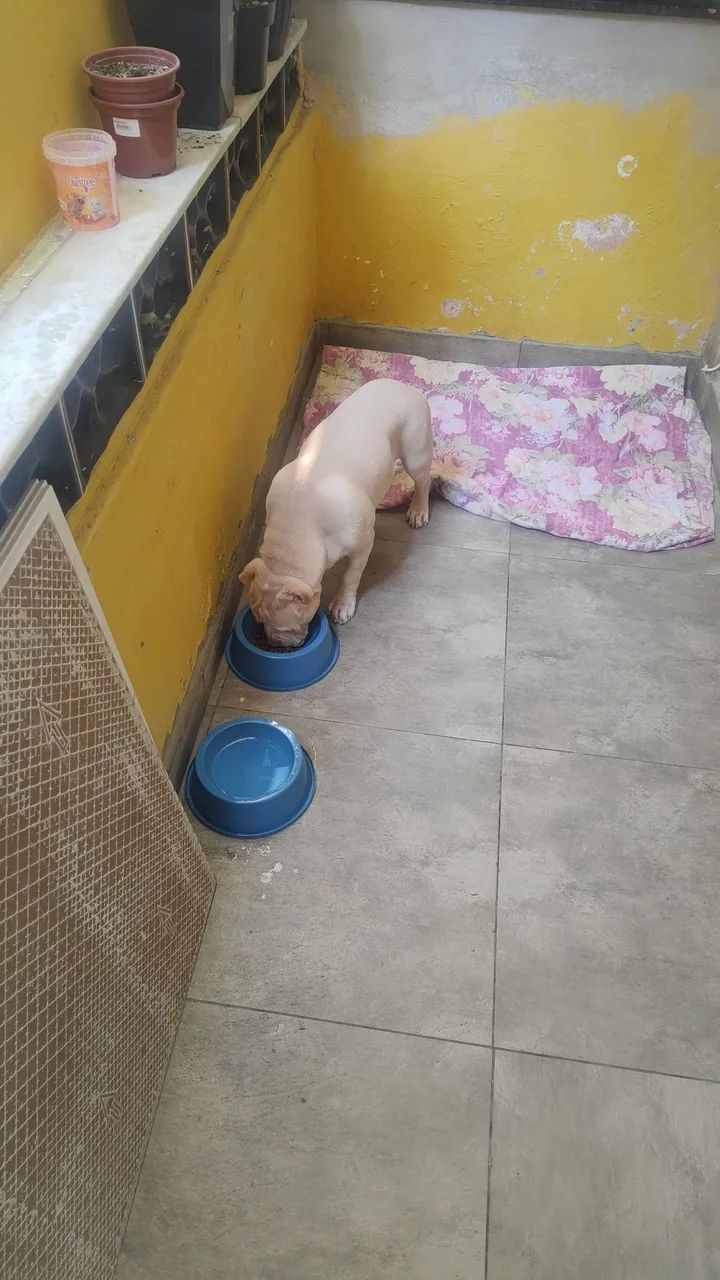 CACHORRO  - Foto 3