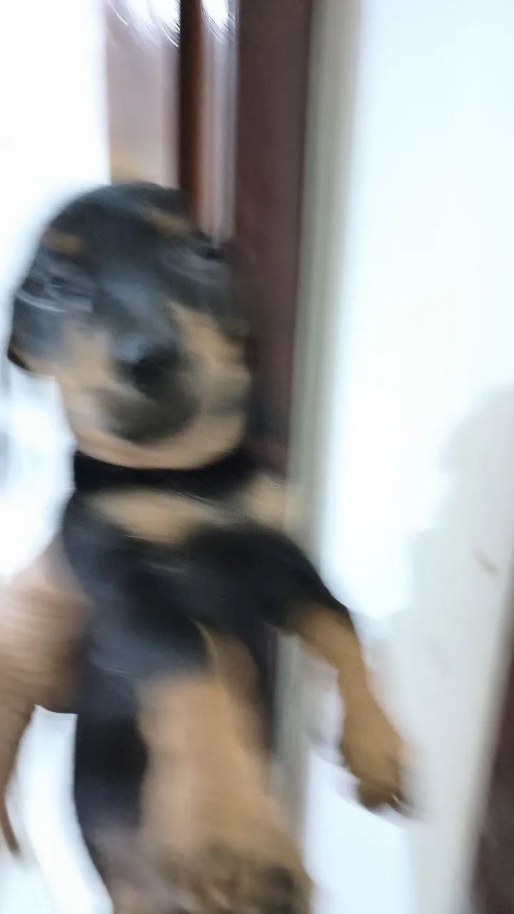 DASCHUND MACHO E FEMEA  - Foto 2