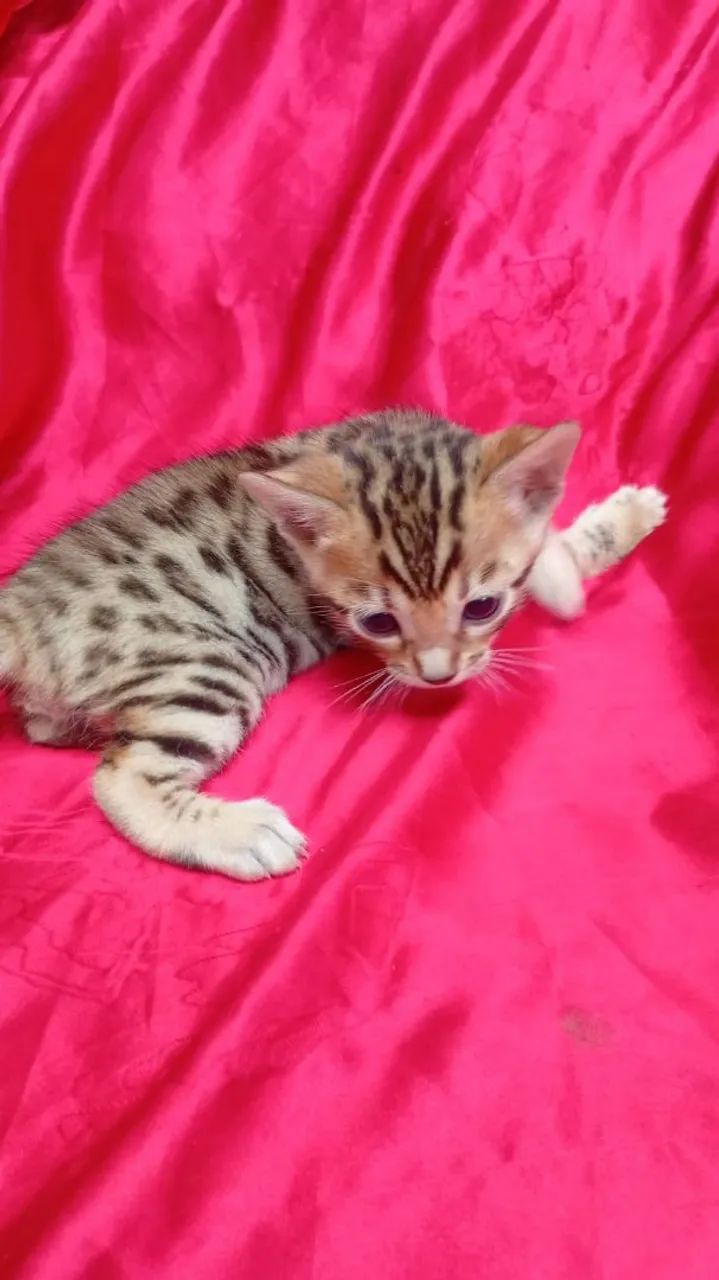Bengal  - Foto 3