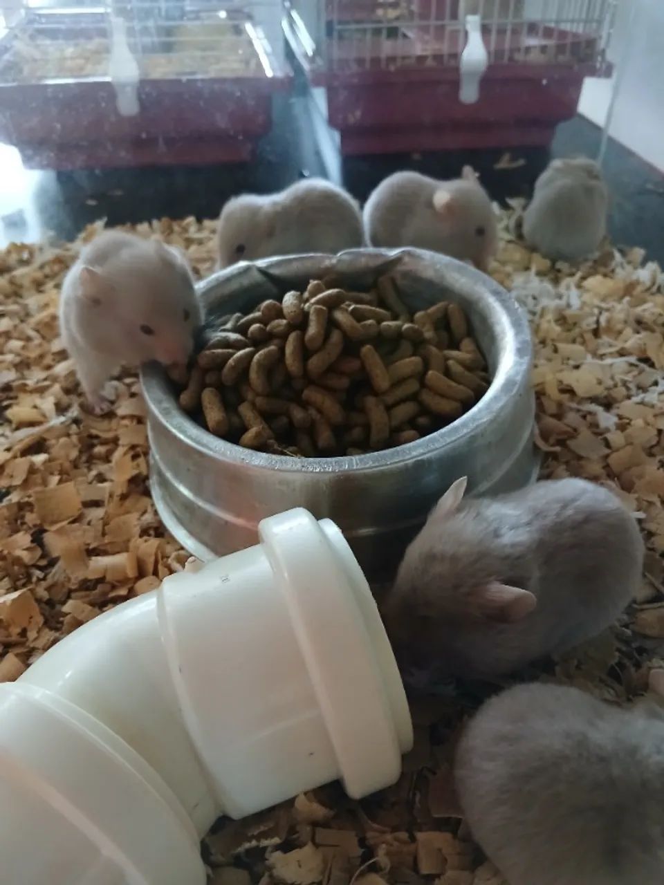 Hamster Sírios 
