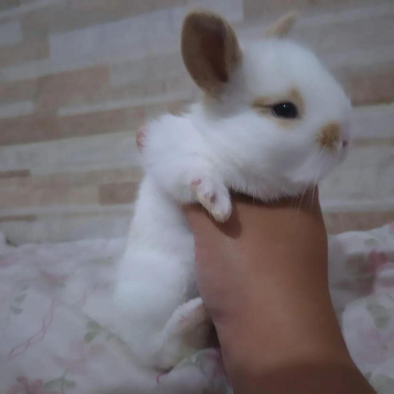 Mini Lop  - Foto 2