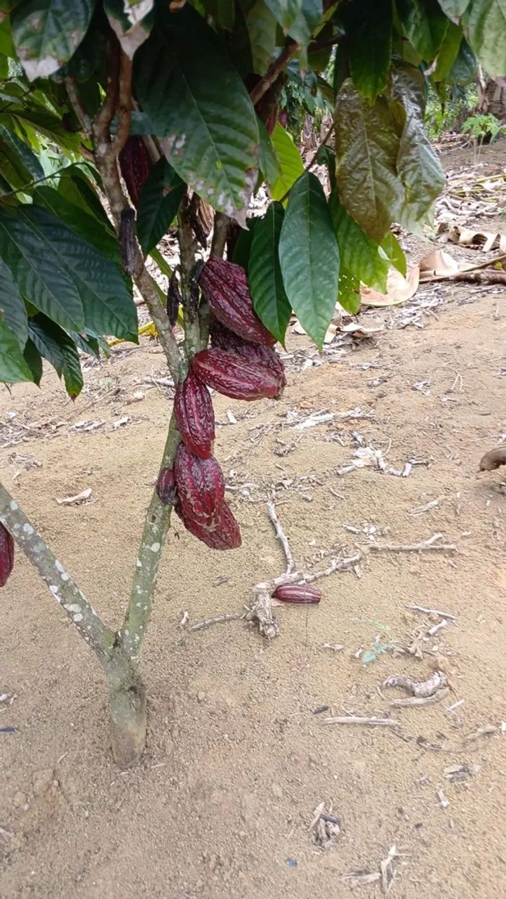 Sítio/Roça de cacau e banana  - Foto 5