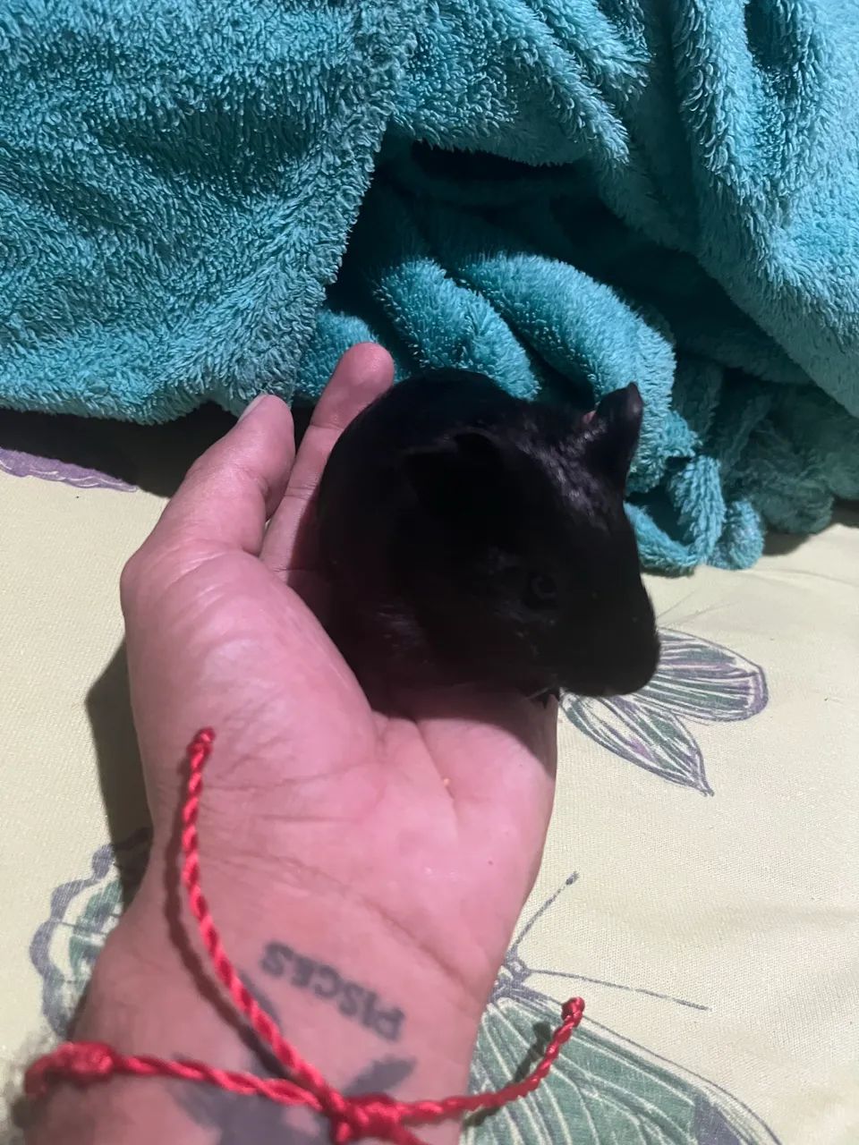 Porquinhos da índia  - Foto 2