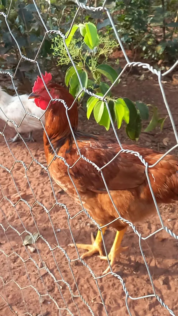 Galo - Foto 4