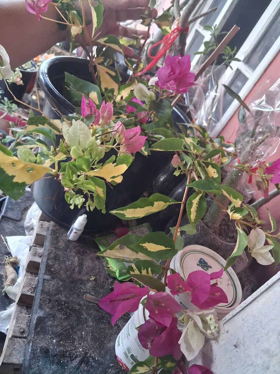 Manaca  rosa com branco e variegato - Foto 4