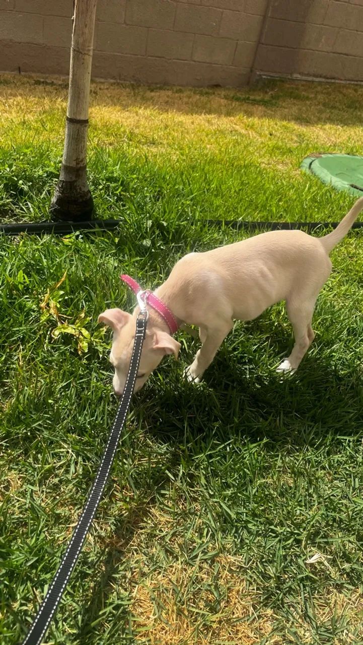 Cachorrinha - Foto 5