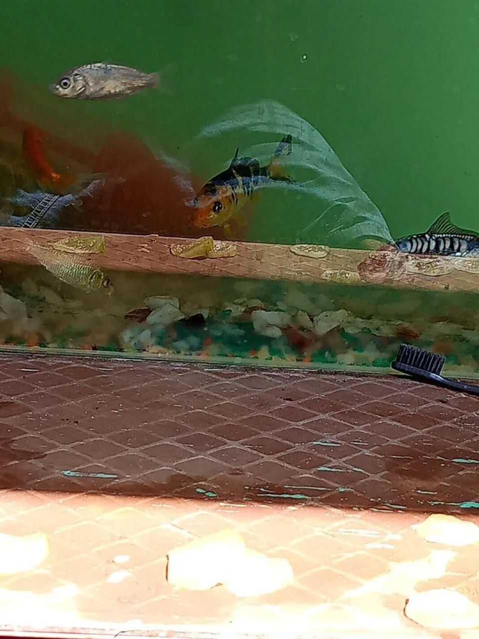 Aquário e tudo que esta visivel na foto( chama pv pra mais detalhes , faço negocio minimo. - Foto 5