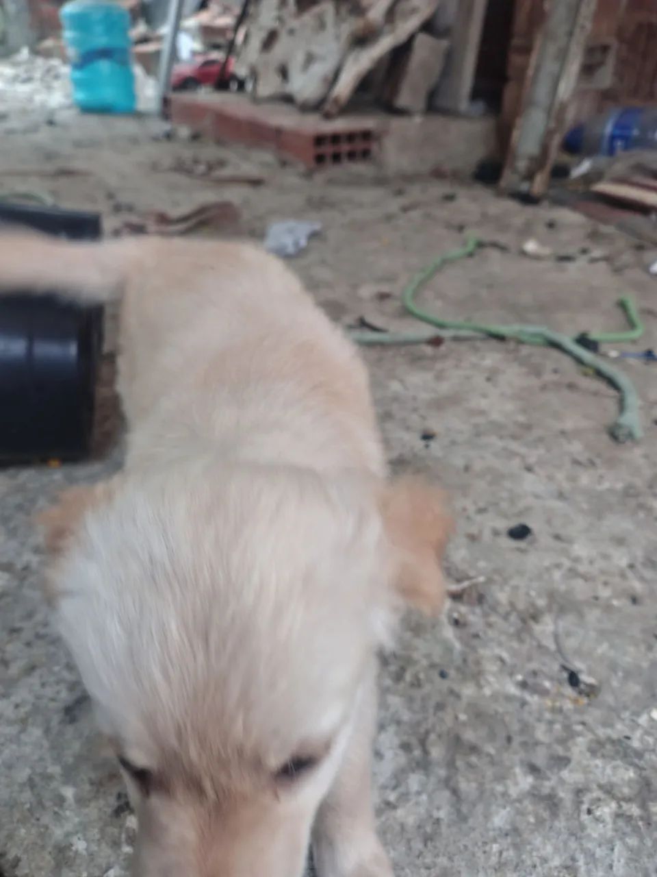 Pets para adoção  - Foto 2