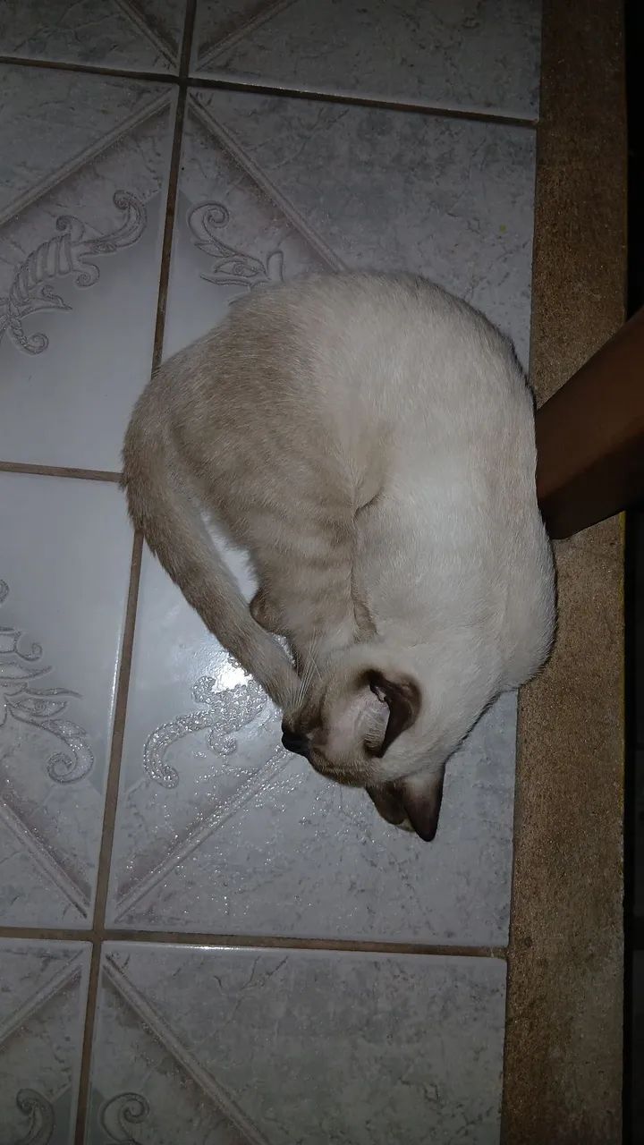 Gatinho de 10 meses para doação  - Foto 4