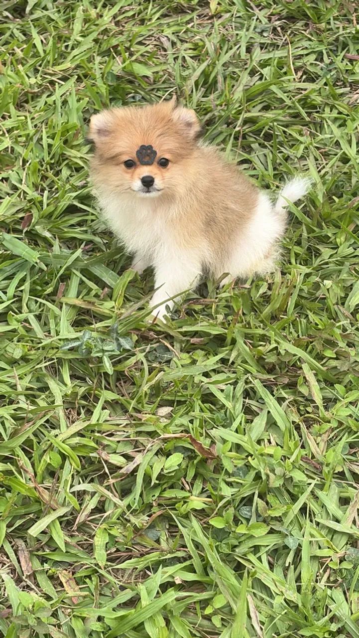 Spitz  - Foto 3