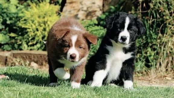 Border collie já para entrega 