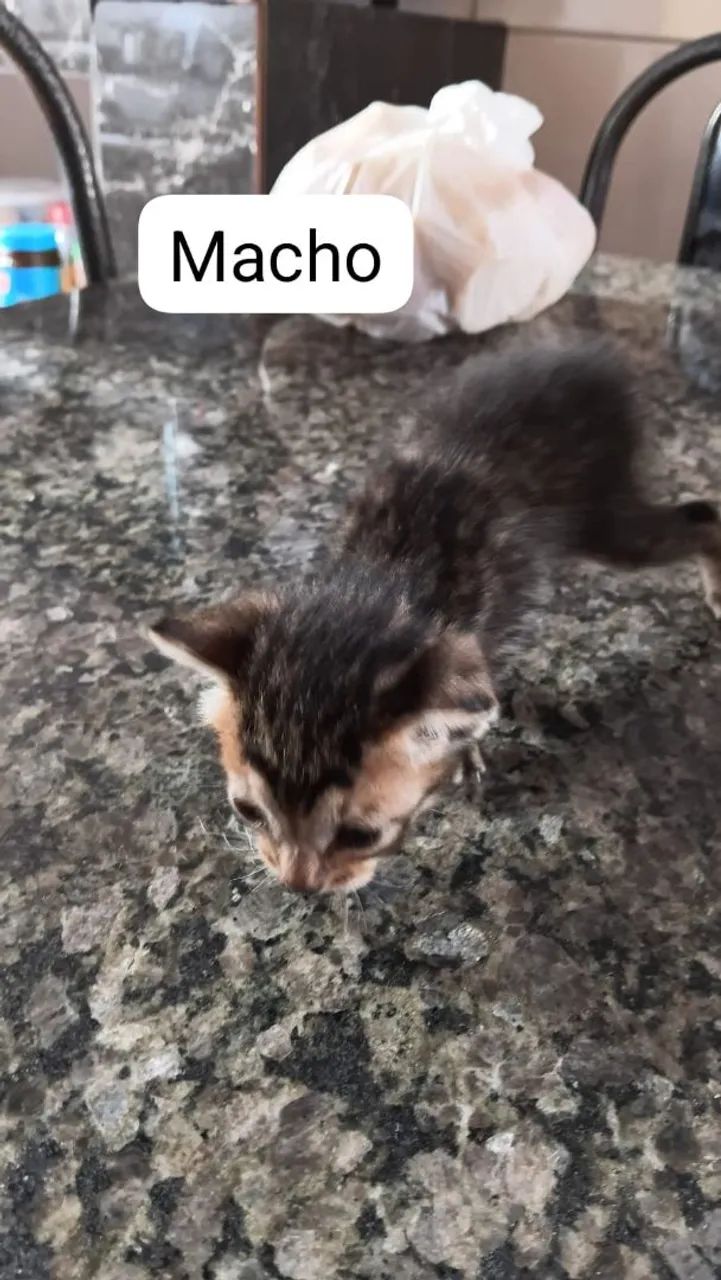 Gatinhos - Foto 2