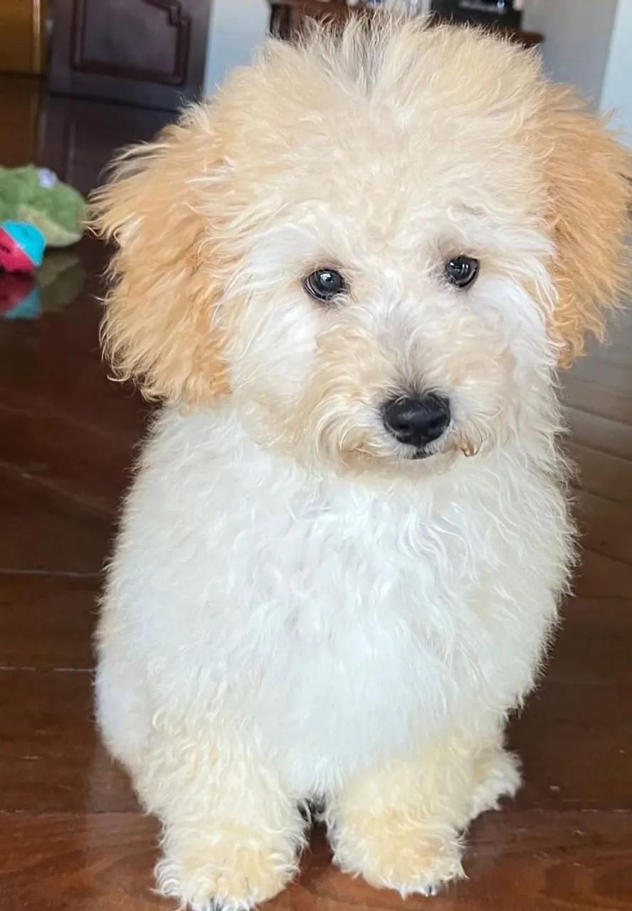 Poodle 