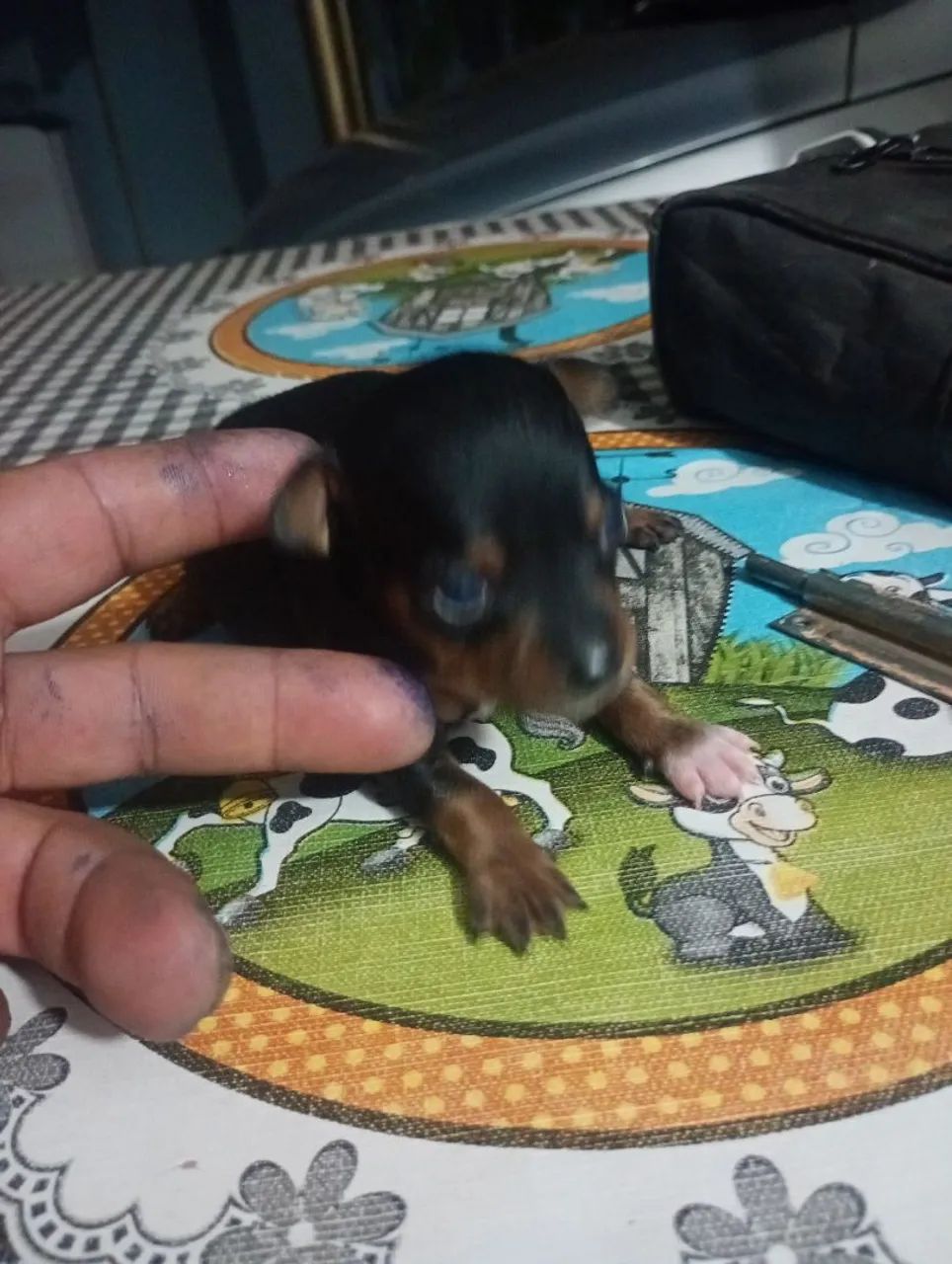 Filhote de Pincher quase zero macho - Foto 4