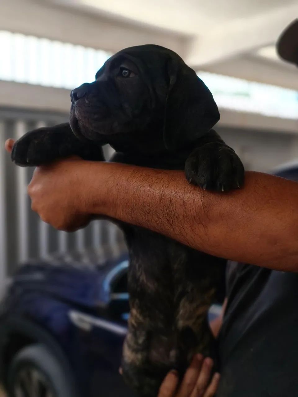 Filhotes Cane Corso