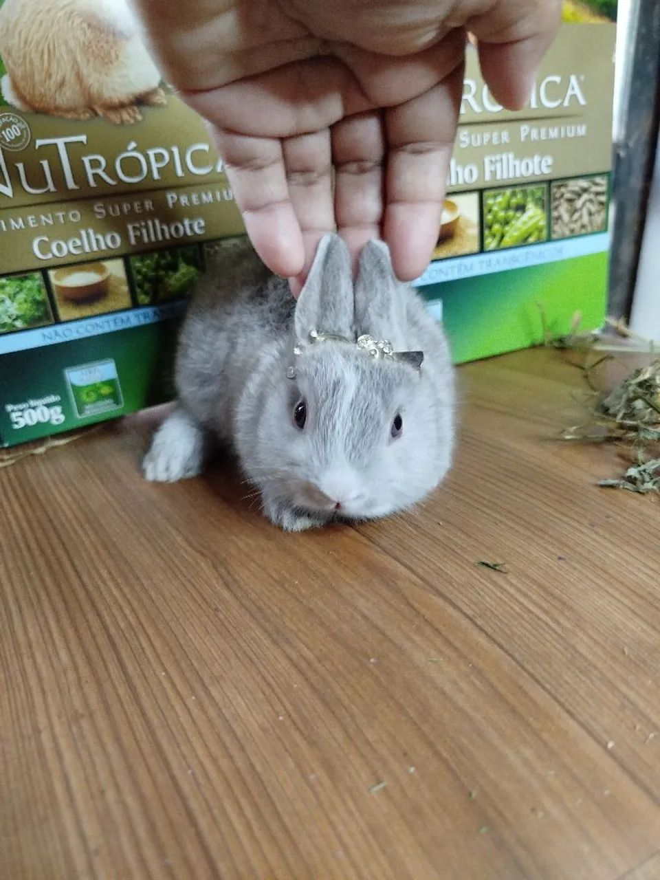 Encomenda Anão Netherland Dwarf Filhote  - Foto 2